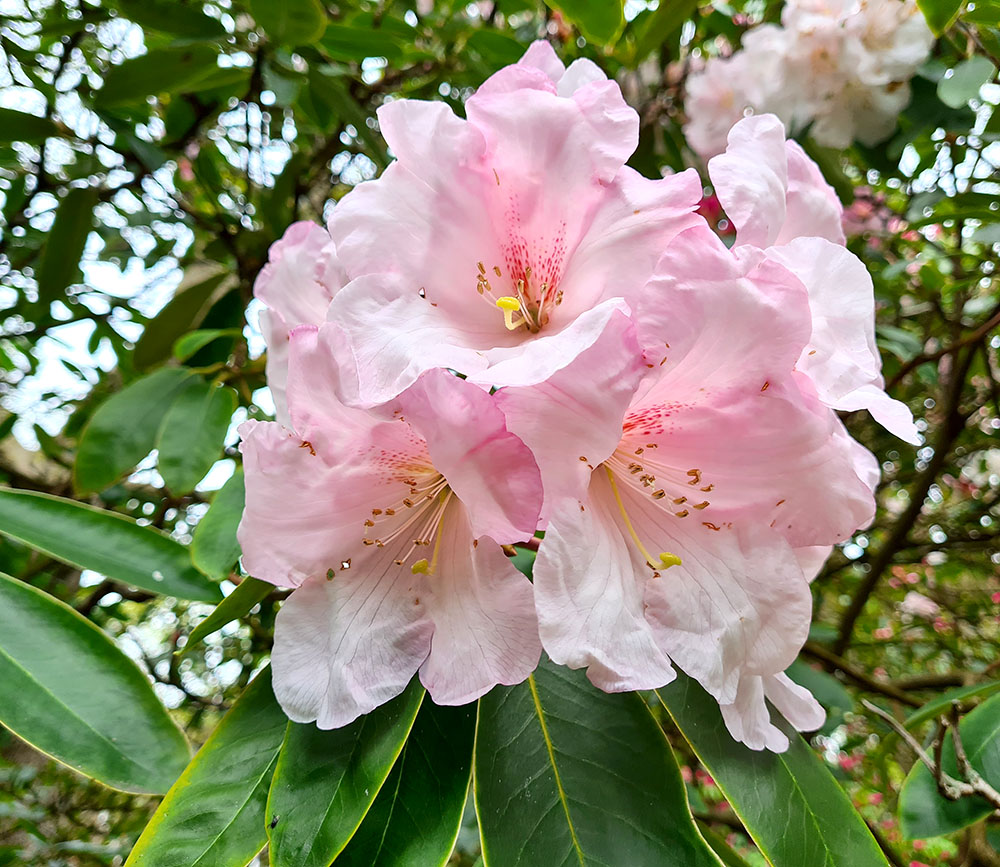Image of rhododendrons in singleton